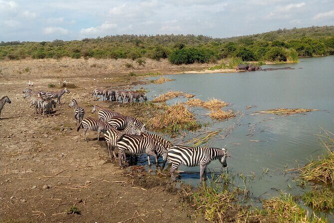 Safari Tour; Nairobi National Park - What you’ll look for in Nairobi National Park (and how sightings work)
