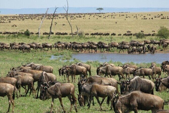 Safari Tour; Nairobi National Park - Park entrance fee: the part that can throw off your budget