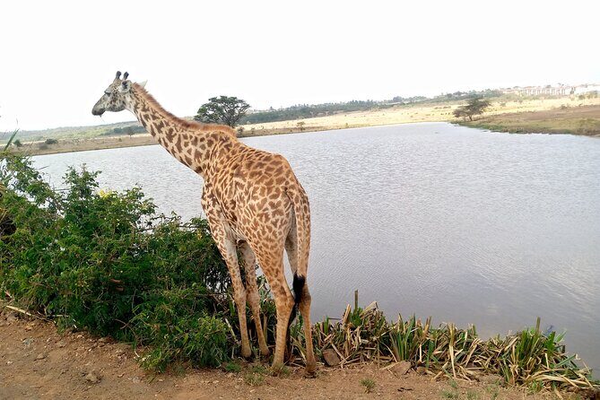 Safari Tour; Nairobi National Park - Ending at your hotel or dropping at JKIA: why the airport option is handy