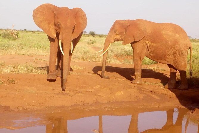 Safari-Tsavo east national park -2 days 1 night - Key Points You’ll Care About