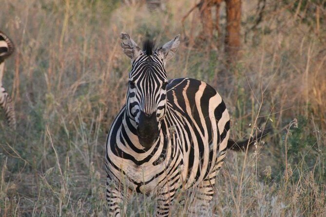 Safari-Tsavo east national park -2 days 1 night - 4x4 Jeep Time: How to Get Better Sightings and Photos