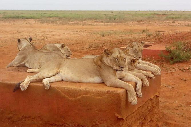 Safari-Tsavo east national park -2 days 1 night - Guide Support and What Small Groups Mean