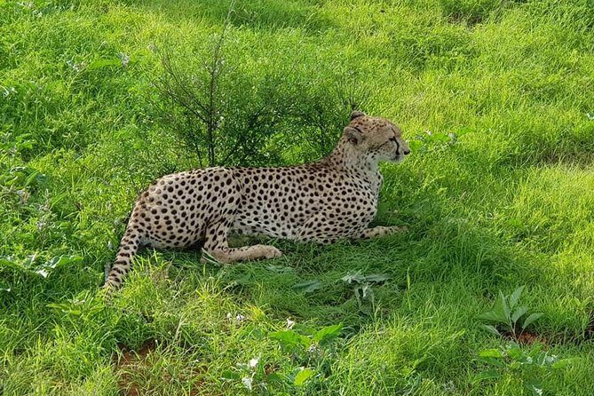 Safari-Tsavo east national park -2 days 1 night - Day 1 in Tsavo East: 4 Hours of Game Drive + Evening Search