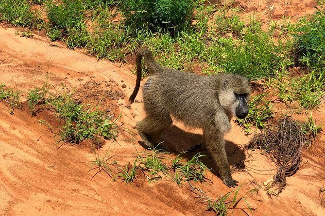 Shimba Hills Excursion - Why Shimba Hills Makes a Great Diani Day Trip