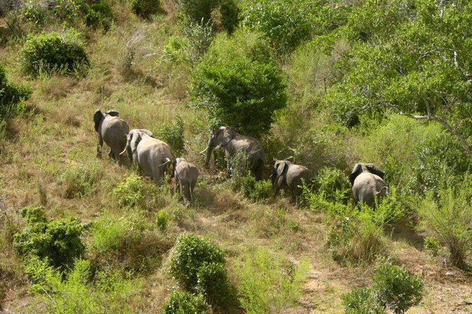 Shimba Hills Excursion - Your Guide Experience: Communication and On-the-Road Confidence