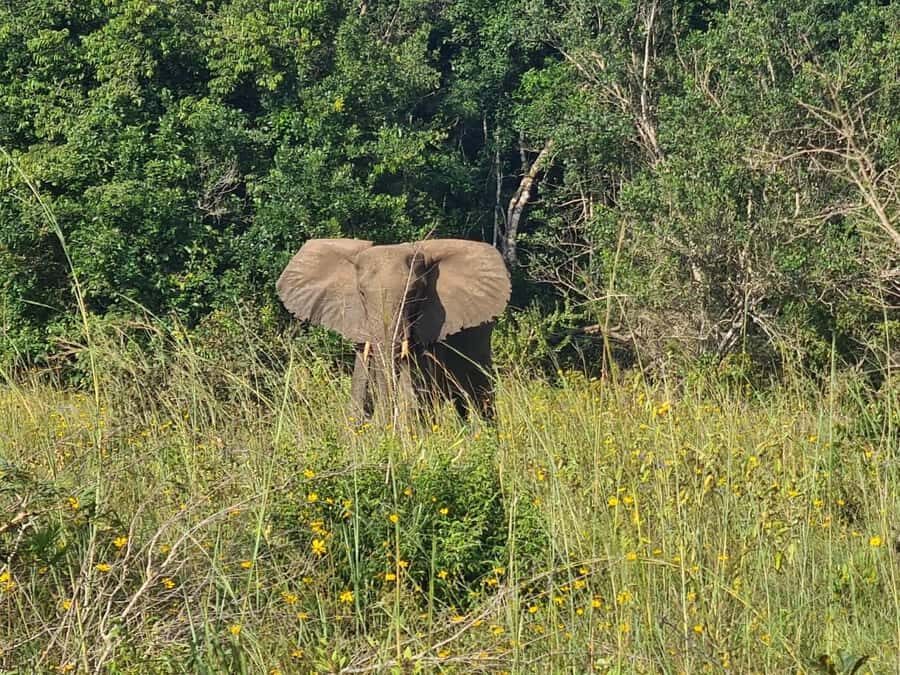 Shimba Hills: Game Drive, Waterfall Hike, and Lunch - Getting from Diani Beach or Mombasa to the reserve