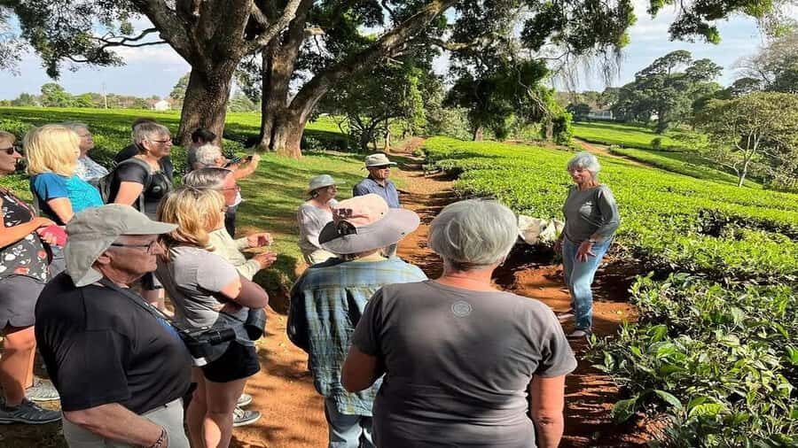 Tea Farm Tour From Nairobi (Kiambethu). - First cup of tea: arriving at Kiambethu and learning the basics