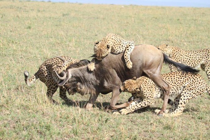 Thrilling 6 Days Amboseli-Lake Nakuru-Maasai Mara Budget Safari - The value pitch: what makes this budget safari work