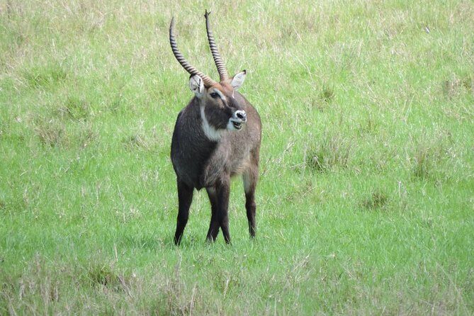 Thrilling 6 Days Amboseli-Lake Nakuru-Maasai Mara Budget Safari - Day 3: Lake Nakuru and the rhinos-and-flamingos mix