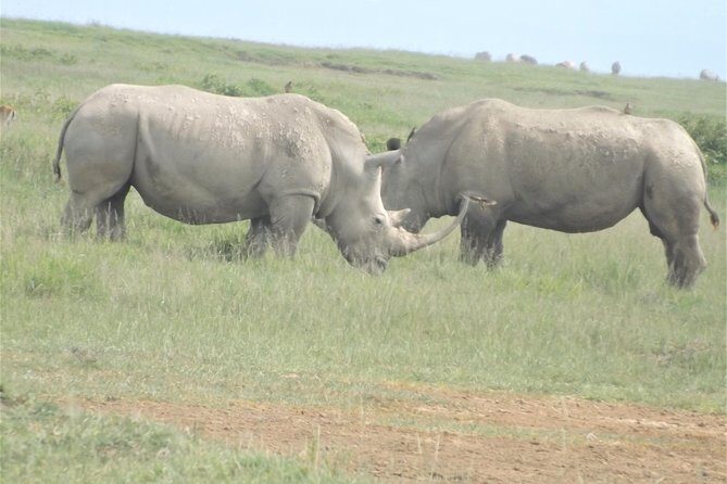 Thrilling 6 Days Amboseli-Lake Nakuru-Maasai Mara Budget Safari - Days 4-5: Maasai Mara with serious wildlife energy