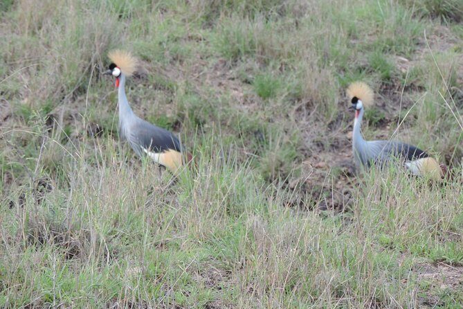 Thrilling 6 Days Amboseli-Lake Nakuru-Maasai Mara Budget Safari - Day 6: back to Nairobi and a final food stop