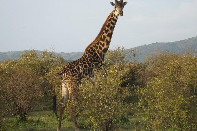 Thrilling 6 Days Amboseli-Lake Nakuru-Maasai Mara Budget Safari - Comfort, camera strategy, and what to pack for this kind of route