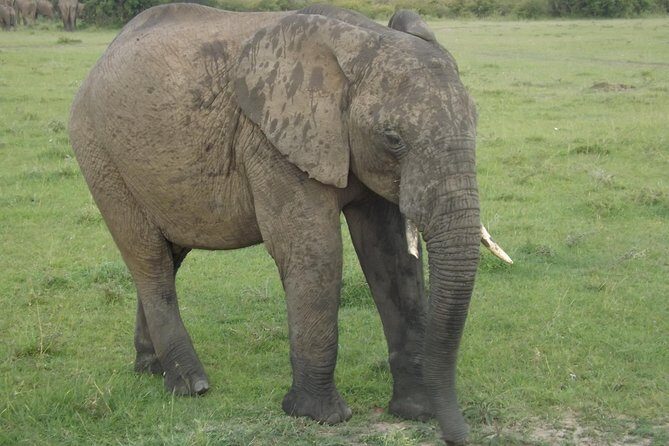 Thrilling 6 Days Amboseli-Lake Nakuru-Maasai Mara Budget Safari - Who this tour suits best