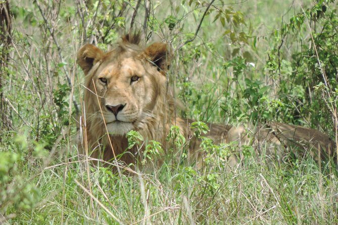 Thrilling 6 Days Amboseli-Lake Nakuru-Maasai Mara Budget Safari - Should you book this 6-day Amboseli–Nakuru–Mara safari?