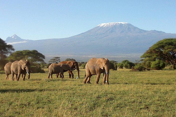 Thrilling 6 Days Amboseli-Lake Nakuru-Maasai Mara Budget Safari - Day 1-2: Amboseli National Park and the Kilimanjaro silhouette