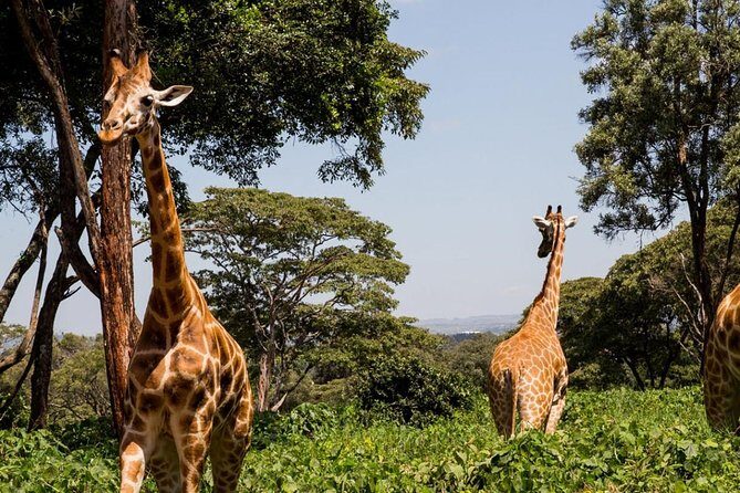 Tour Giraffe Center,Karen blixen and lunch carnivore restaurant - Giraffe Centre: endangered species education and named rescue stories