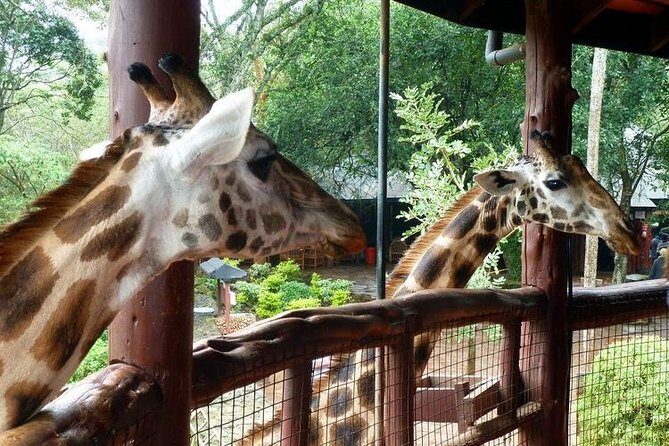 Tour Giraffe Center,Karen blixen and lunch carnivore restaurant - Lunch at Carnivore: how charcoal-roasted meat becomes the main event
