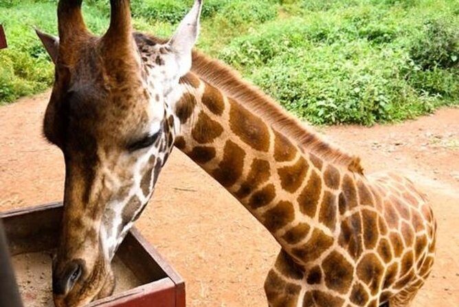 Tour Giraffe Center,Karen blixen and lunch carnivore restaurant - Getting there without stress: 8:00am pickup and real-world traffic
