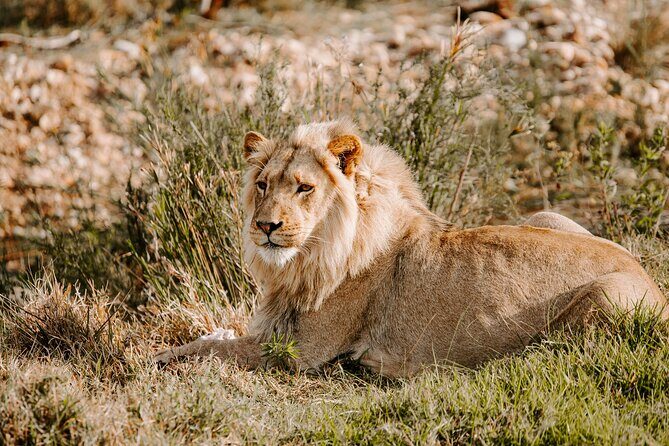 Tour Safari; Nairobi National Park - Nairobi National Park, a Safari Start Line Near the City