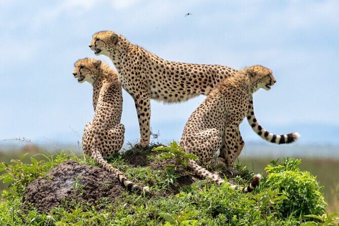Tour Safari; Nairobi National Park - Nairobi National Park Game Drive: Big Five Action Without the Elephant