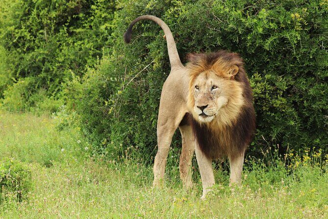 Tour Safari; Nairobi National Park - Timing and Logistics: Ending Around 11:00 am
