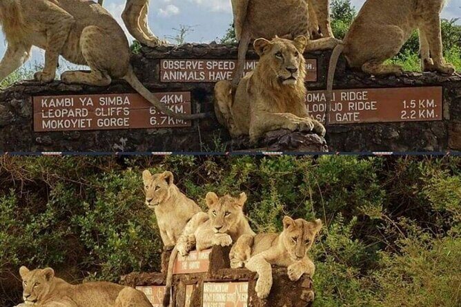 Tour Safari; Nairobi National Park - Quick Tips to Get More From Your Morning