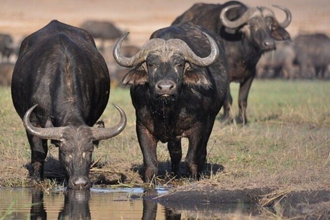 Tour Safari; Nairobi National Park - Should You Book This Nairobi National Park Safari?