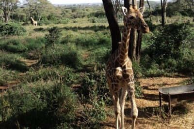 Tour to Giraffe Center from Nairobi - Your 3 hours around the centre: pickup, guided visit, and wrap-up