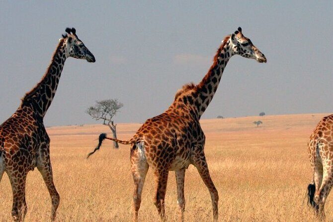 Tour to Hells Gate National park & L Naivasha boat ride - The gorge walk: narrow paths, cave-like sections, and sturdy shoes