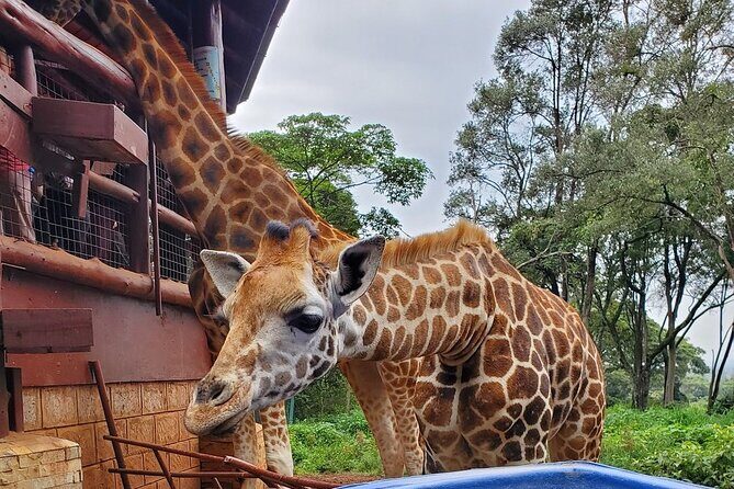 Tour to the Nairobi Giraffe Centre & Optional Elephant Orphanage - Kazuri Beads Factory: clay craft with a social purpose