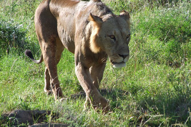 Tsavo East Amboseli and Tsavo West Safari 4 Days starting Malindi - Day 3: Tsavo West, Kilaguni lodge, and Mzima Springs hippos and crocs