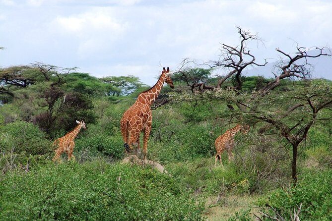 Tsavo East Amboseli and Tsavo West Safari 4 Days starting Malindi - Where you stay: why these lodge bases help your safari