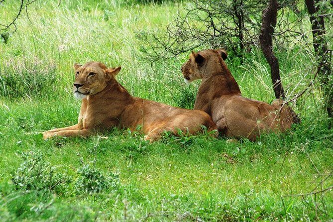 Tsavo East Amboseli and Tsavo West Safari 4 Days starting Malindi - Wildlife expectations: Big Five chances plus the species details that matter