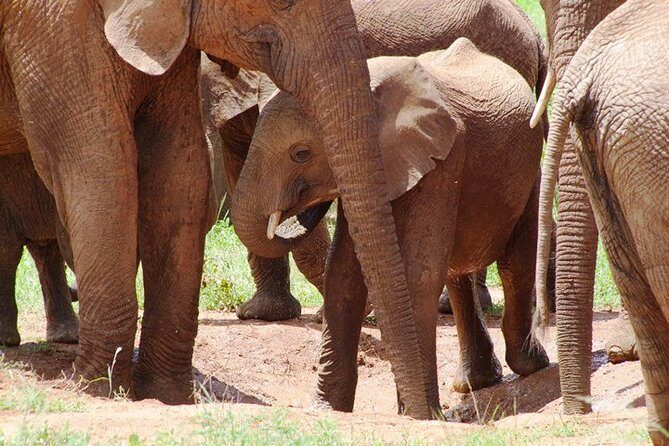 Tsavo East Amboseli and Tsavo West Safari 4 Days starting Malindi - Practical tips to get more from your mornings and drives
