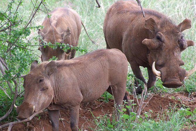 Tsavo East and Ngutuni Sanctuary Safari 3 days from Mombasa - Ngutuni Wildlife Conservancy: Why This Starter Safari Works