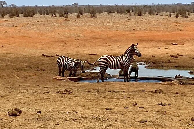 Tsavo East and Ngutuni Sanctuary Safari 3 days from Mombasa - Guides, Coordination, and the Small Details That Matter