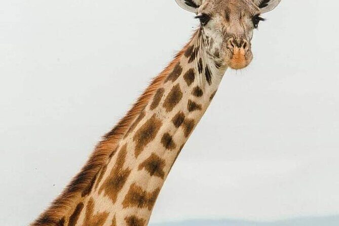Tsavo East and Ngutuni Sanctuary Safari 3 days from Mombasa - What Animals You Can Hope For (and How to Think About It)