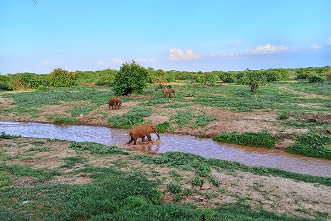 Tsavo East and Ngutuni Sanctuary Safari 3 days from Mombasa - Day 1: The Ngutuni Water Hole and Lodge Stay (How the Safari Begins)