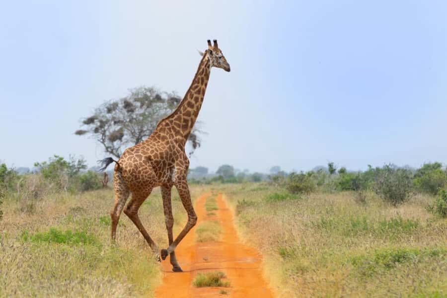 Tsavo East and Tsavo West Sanctuary Safari - Key highlights to know before you go