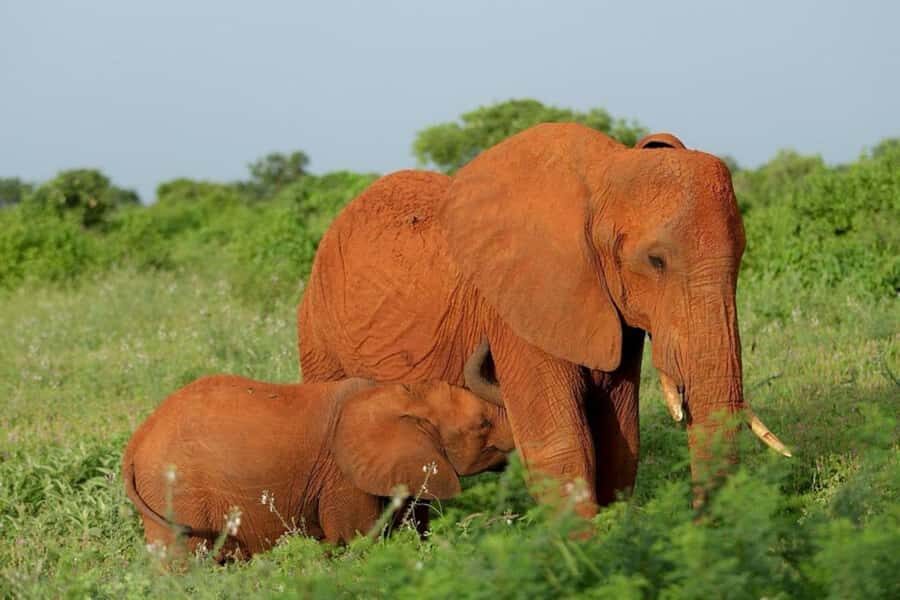 Tsavo East and Tsavo West Sanctuary Safari - Tsavo East plus Tsavo West in 3 days: what this combo really gives you