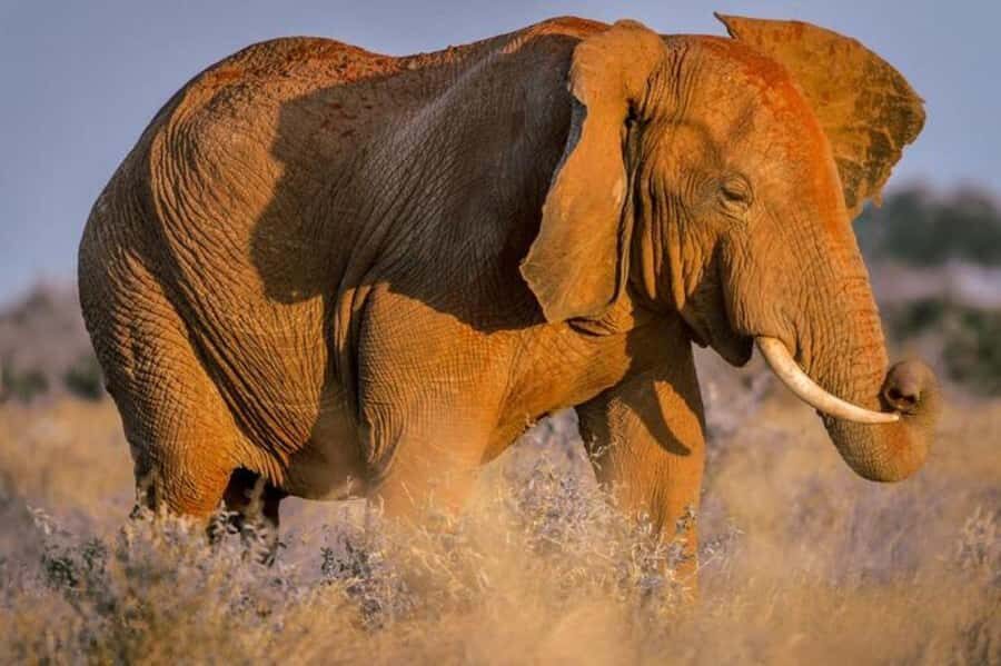 Tsavo East and Tsavo West Sanctuary Safari - Day 2: Ngutuni morning safari, then Tsavo West Ziwani dam walking wildlife