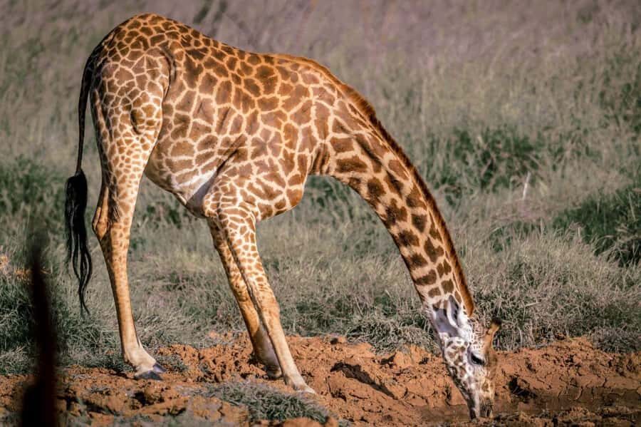 Tsavo East and Tsavo West Sanctuary Safari - Day 3: a final sanctuary game drive and a quick wrap-up