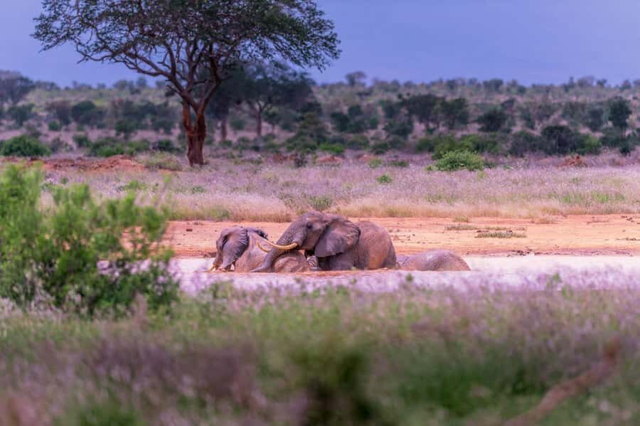 Tsavo East and Tsavo West Sanctuary Safari - Ngutuni Safari Lodge: why staying by the waterhole is more than a nice view