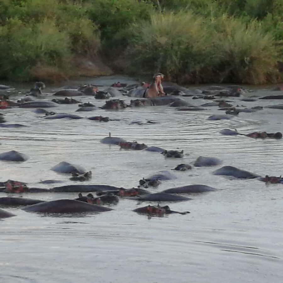 Tsavo East and Tsavo West Sanctuary Safari - Getting picked up in Diani or Mombasa: early starts that shape the whole day