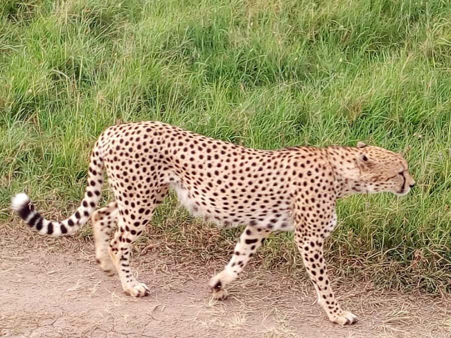 Tsavo East National Park: 2-Day Tour from Mombasa - Voi Safari Lodge overnight: included sleep, extra-charge reality