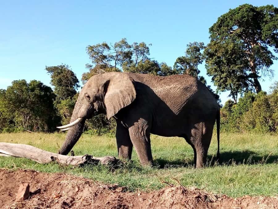 Tsavo East National Park: 2-Day Tour from Mombasa - Who should book this Tsavo East 2-day safari?
