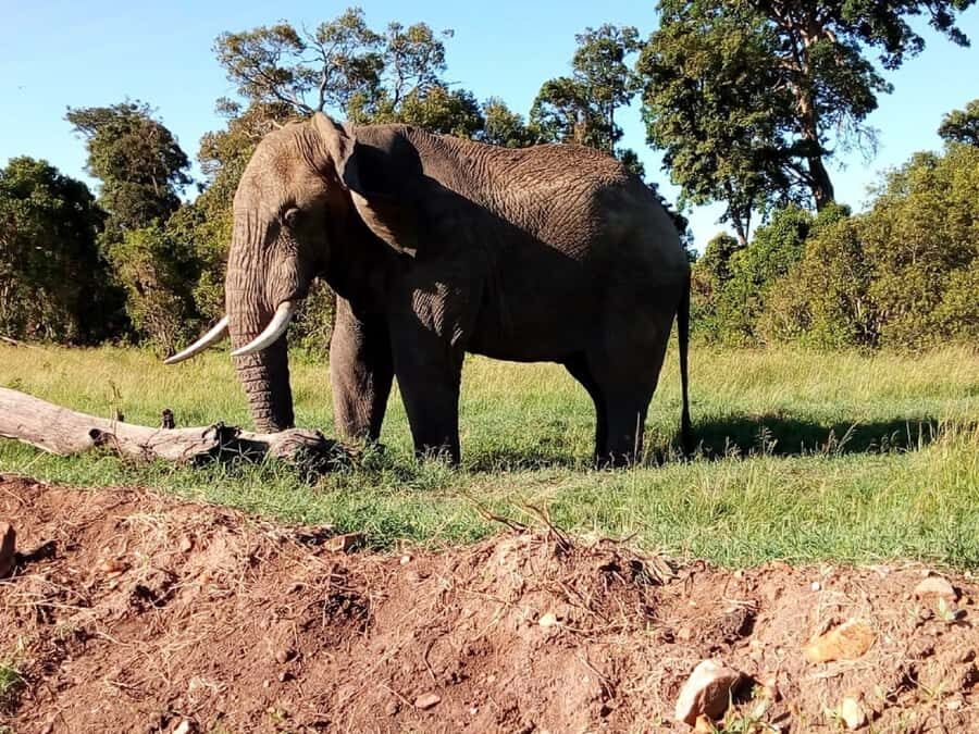 Tsavo East National Park: 2-Day Tour from Mombasa - FAQ