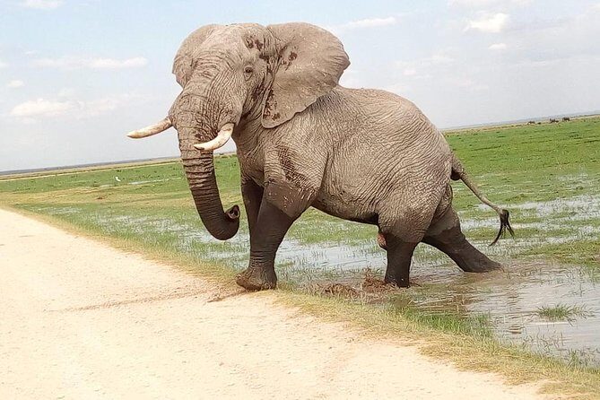 Tsavo East & west, Amboseli 5days from Mombasa - Day 1 in Tsavo East: Voi area, lunch check-in, then afternoon game drives