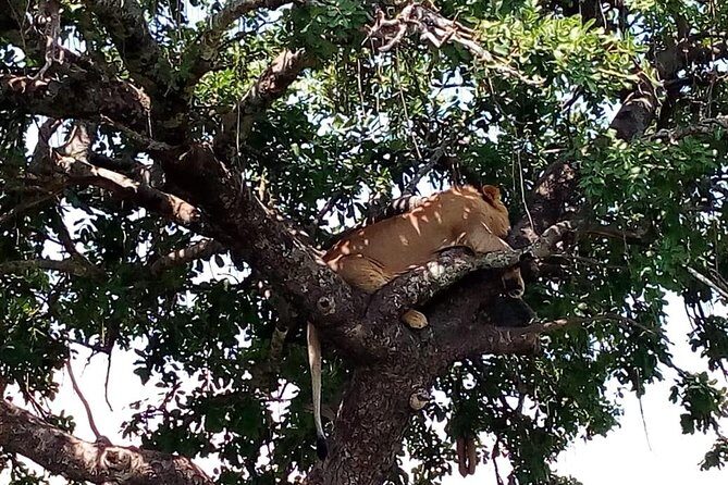 Tsavo East & west, Amboseli 5days from Mombasa - Days 3 and 4 in Amboseli: convoy arrival, lunch at AA Lodge, and Observation Hill