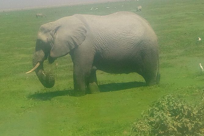 Tsavo East & west, Amboseli 5days from Mombasa - Day 5 Nairobi Arboretum and the Emali train option back to Mombasa